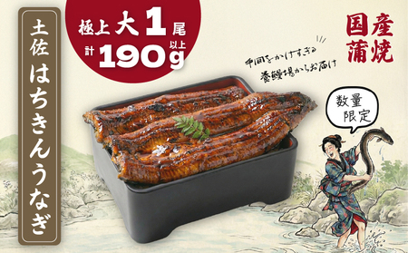 数量限定 国産 鰻 大 土佐はちきん うなぎ 蒲焼き 190g以上 | 無投薬 特上 極上 贈答 南国市