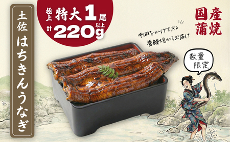 数量限定 国産 鰻 特大 土佐はちきん うなぎ 蒲焼き 220g以上 | 無投薬 特上 極上 贈答 南国市