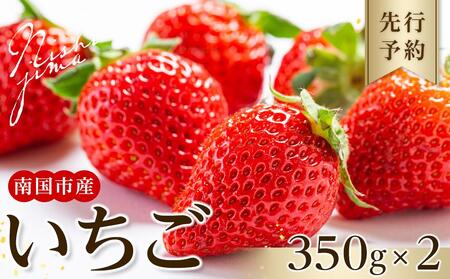 [先行予約]高知県南国市産/いちご(2025年1月〜発送)[苺 フルーツ いちご くだもの いちご デザート いちご 高評価 いちご 厳選 いちご 高級 いちご ギフト いちご 贈り物 いちご 人気 いちご おすすめ]