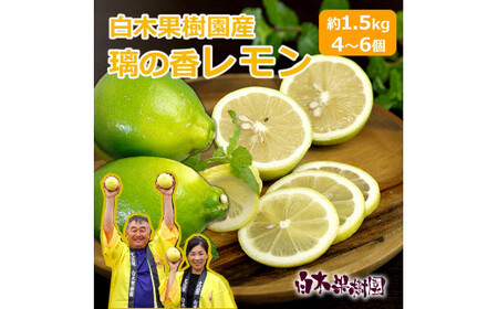[先行予約]璃の香レモン 約1.5kg (4?6個)訳ありご家庭用 [2026年8月下旬?9月下旬頃発送] / 果物 柑橘 フルーツ レモン 高知県土佐市 お取り寄せ 産地直送 おいしい 美味しい 白木果樹園[白木果樹園] [BQAI023]