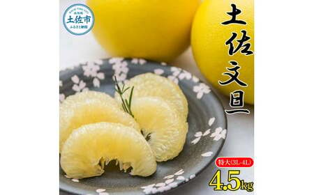 土佐文旦特大(3L-4L) サイズ4.5kg 大玉 ぶんたん ブンタン 果物 くだもの 柑橘 フルーツ お取り寄せ 農家直送 おいしい 美味しい 旬 [先行予約 2025年2月上旬より順次発送]