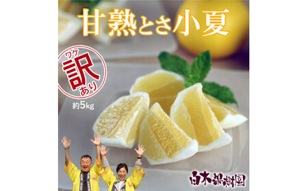 ÏnƂ 5kg 2S`2L Ȃ Ric ʕ t[c k 񂫂 hя   j[T}[IW u₩ Î_ς ʏ` 󂠂 킯  p ƒ