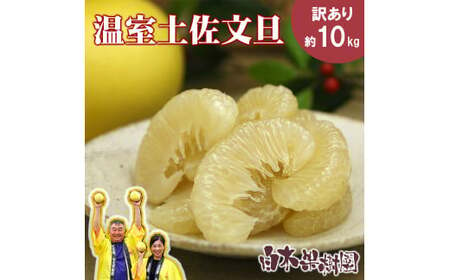 温室土佐文旦 2〜4L 約10kg 約10キロ(16〜20個入り) お得箱 ブンタン ぶんたん 土佐文旦 フルーツ 果物 くだもの 柑橘 旬 訳あり わけあり ご自宅用 ご家庭用 おいしい 甘い