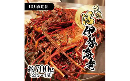 [先行予約]10月直送便 土佐獲れ 活伊勢海老 約700g(2尾〜4尾) 天然 エビ えび 伊勢エビ 海鮮 お刺身 刺し身 丸焼き しゃぶしゃぶ 故郷納税 ふるさとのうぜい 返礼品[株式会社とさもん] [BQAE103]