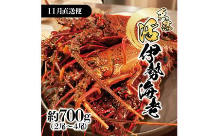 【先行予約】11月直送便 土佐獲れ 活伊勢海老 約700g（２尾～４尾） 天然 エビ　えび 伊勢エビ 海鮮 お刺身 刺し身 丸焼き しゃぶしゃぶ 故郷納税 ふるさとのうぜい 返礼品【株式会社とさもん】 [BQAE104]