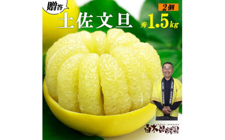 【果樹園直送】土佐文旦　4L　2個入り　1.5kg　特選品贈答用　果物　柑橘　フルーツ　ぶんたん　ブンタン　文旦　高知県土佐市　お取り寄せ 産地直送　おいしい 美味しい　返礼品　白木果樹園