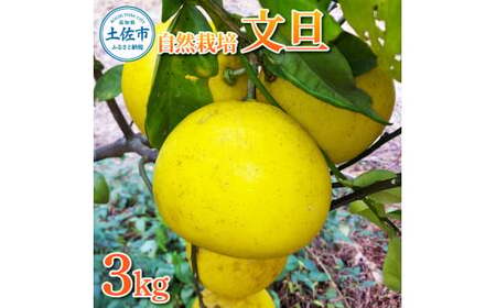 [先行予約]自然栽培文旦3kg L〜3Lサイズ [2027年1月9日〜4月30日発送]文旦 ブンタン ぶんたん 3キロ 柑橘 かんきつ 柑橘類 みかん フルーツ デザート 果物 ビタミン おやつ 国産 高知県産[有限会社四万十くじら]