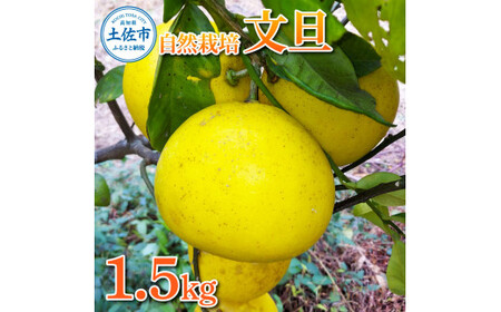 [先行予約]自然栽培文旦1.5kg L〜3Lサイズ [2027年1月9日〜4月30日発送]文旦 ブンタン ぶんたん 1.5キロ 柑橘 かんきつ 柑橘類 みかん フルーツ デザート 果物 ビタミン おやつ 国産[有限会社四万十くじら]