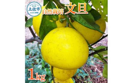 [先行予約]自然栽培文旦1kg L〜3Lサイズ [2027年1月9日〜4月30日発送]文旦 ブンタン ぶんたん 1キロ 柑橘 かんきつ 柑橘類 みかん フルーツ デザート 果物 ビタミン おやつ 国産 高知県産 名物[有限会社四万十くじら]