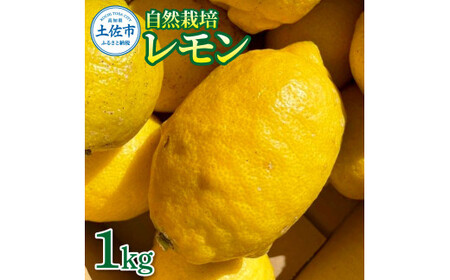 [先行予約]自然栽培レモン 1kg [2026年9月1〜2027年4月30日発送]レモン 檸檬 れもん 1キロ 自然栽培 柑橘類 柑橘 フルーツ 果物 くだもの レモネード 塩レモン はちみつレモン レモンスカッシュ[有限会社四万十くじら]