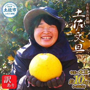 本場、高知県土佐市産!土佐水谷農園の露地土佐文旦 家庭用10キロ 10kg 中玉〜大玉(3L〜上限なし:14玉前後)皮むき器付き 訳あり 文旦 ぶんたん ブンタン 土佐文旦 ご自宅用 柑橘 フルーツ 果物 土佐 高知