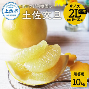 マルツジ果樹園の土佐文旦 贈答用(中玉) 約10kg 10キロ 2Lサイズ 19〜22個入り ぶんたん ブンタン フルーツ 柑橘 みかん 果物 くだもの 柑橘類 デザート お取り寄せ 国産