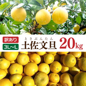 土佐文旦 文旦 訳あり 大玉入り 20kg 20キロ 3L～L ぶんたん ブンタン フルーツ 柑橘 みかん 果物 くだもの 柑橘類 デザート 家庭用 ご自宅用 お取り寄せ 国産
