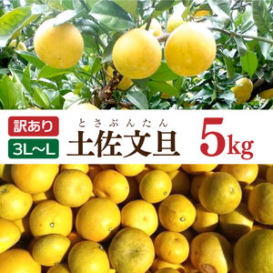 土佐文旦 文旦 訳あり 大玉入り 5kg 5キロ 3L〜L ぶんたん ブンタン フルーツ 柑橘 みかん 果物 くだもの 柑橘類 デザート 家庭用 ご自宅用 お取り寄せ 国産