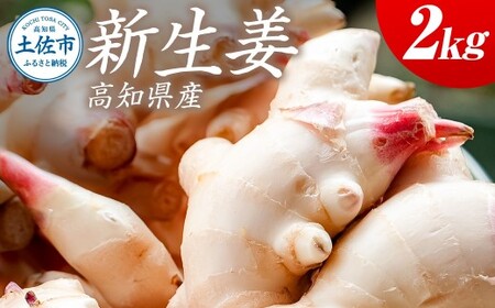 ハウス新生姜 2kg 2キロ しょうが ショウガ 新鮮野菜 野菜 お取り寄せ 美味しい 料理 生姜焼き 漬物 サラダ 新鮮 国産 日本産 ジンジャー 冷蔵 配送[JA高知県とさし] [BQCF006]
