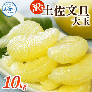 [土佐市産] 土佐文旦 大玉 訳あり 約10kg(3L〜2Lいずれかのサイズ)白木果樹園 返礼品 高知県 土佐市