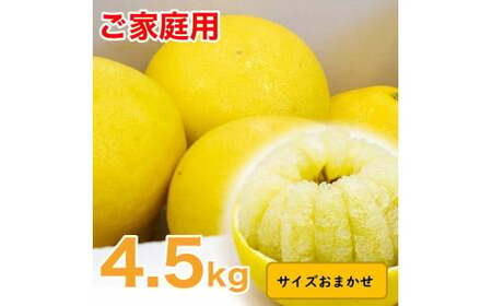 生産者直送 土佐文旦 4.5kg [サイズおまかせ 2L〜4L] 家庭用 文旦 柑橘 みかん フルーツ ぶんたん ブンタン 果物 お取り寄せ おいしい 美味しい 故郷納税 ふるさとのうぜい 返礼品 高知県 高知[2025年2月上旬より発送]