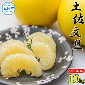 土佐文旦特大(3L・4L)サイズ10kg  ぶんたん ブンタン 果物 柑橘 フルーツ お取り寄せ おいしい 美味しい 故郷納税 ふるさとのうぜい 返礼品 高知県 高知 