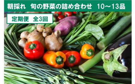 『定期便』全3回[土佐野菜]旬の野菜詰め合わせ10〜13品目 旬の野菜 定期 生姜 野菜 健康 詰め合わせ セット 採れたて おいしい 美味しい 自然 新鮮 故郷納税 ふるさとのうぜい 返礼品 高知県 高知