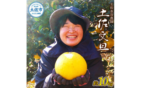 本場、高知県土佐市産!土佐水谷農園の露地土佐文旦 約10キロ 10kg(3L - 5L) 文旦 ぶんたん ブンタン 土佐文旦 柑橘 フルーツ 果物 ご当地 お取り寄せ 土佐 高知