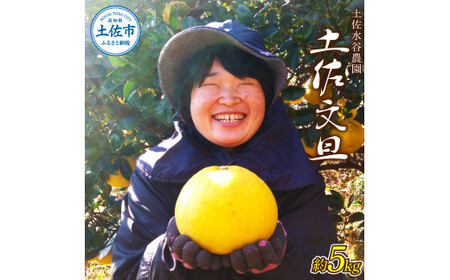 本場、高知県土佐市産!土佐水谷農園の露地土佐文旦 約5キロ 5kg(3L - 5L ) 文旦 ぶんたん ブンタン 土佐文旦 柑橘 フルーツ 果物 ご当地 お取り寄せ 土佐 高知