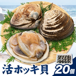 日高産 活ホッキ貝 20個 ひだか漁業協同組合《12月中旬から出荷予定》魚介類 貝 ホッキ貝 活ホッキ貝 ほっき ほっき貝 魚貝 海の幸 海産物 北海道 日高町