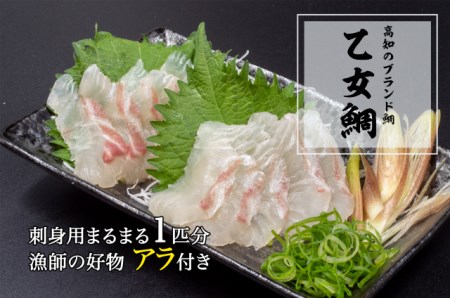 シマアジ 高級 魚 縞鯵 鮮魚 半身 刺身 新鮮 切るだけ簡単調理 高知県