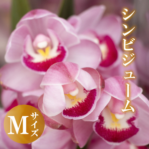 [12月から発送]シンビジューム 切り花 Mサイズ お花 花 はな フラワー ブーケ 花束 インテリア 鑑賞 洋ラン 鉢 栽培 園芸 ガーデニング 早期予約