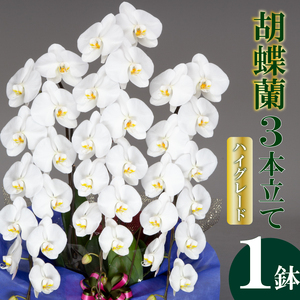 [ 胡蝶蘭 ] 胡蝶蘭3本 白