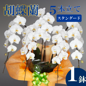 胡蝶蘭 5本立て 白 スタンダード お祝い 須崎洋蘭園 SY007_x