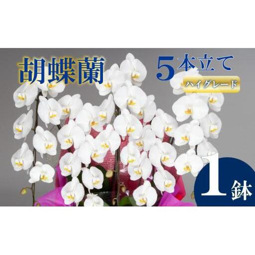 胡蝶蘭 5本立て 白 ハイグレード
