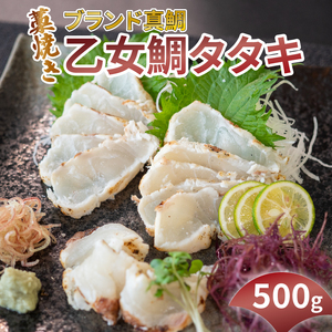 ブランド 真鯛 乙女鯛 タタキ 500g お刺身 加工 たたき 柵 マダイ 冷凍 たい タイ 高級魚 鮮魚 魚介 海鮮 産地直送 鯛 たたき 真鯛 タタキ 藁焼き 藁焼き