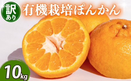 y\ 2026N2{菇z ۂ񂩂 10kg ۂ񂩂 ۂ񂩂 ۂ񂩂 ۂ񂩂 TJ010