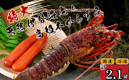 ɐCV 3C  {炷 300g  ( TCY }Ⓚ  Gr 炷 JX~   N CN   hg Ă ` Zbg Mtg  蕨 j Ε  ) IKY06