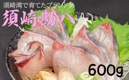 須崎勘八 600g | 勘八 須崎市産勘八 ブランド勘八 カンパチ ブランド 魚 鮮魚 海鮮 刺身 さしみ 焼き魚 料理 簡単調理 背 腹 下処理有 高知県 須崎市