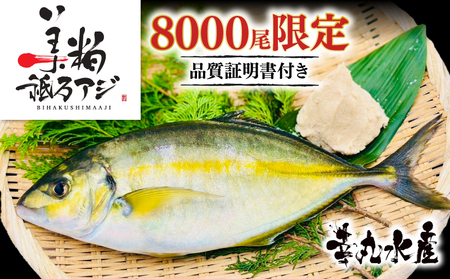 高級 シマアジ 美粕祇万アジ 4人前 500g フィーレ4パック カマ アラ出汁パック 高級魚 刺身 刺身用 縞鯵 鯵 海鮮 鮮魚 新鮮 魚介 冷凍 魚 さかな 小分け 高知県 須崎市 SCM001-all