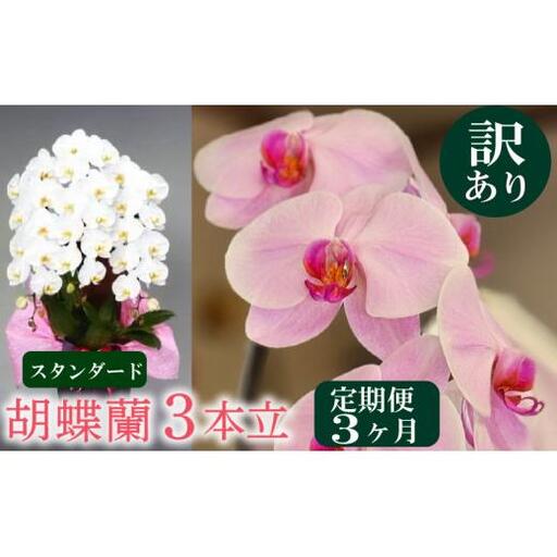 [定期便3ヶ月] [訳あり] 胡蝶蘭 3本立て 白 スタンダード
