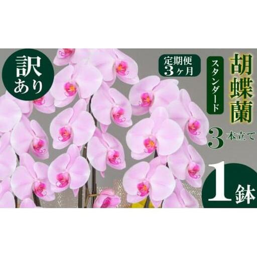 [定期便3ヶ月] [訳あり] 胡蝶蘭 3本立て ピンク スタンダード