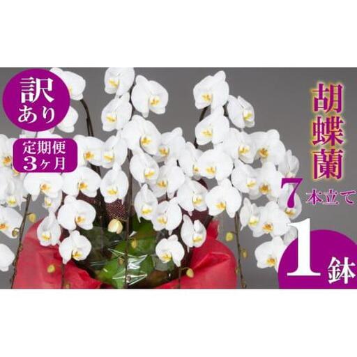 [定期便3ヶ月] [訳あり] 胡蝶蘭 7本立て 白