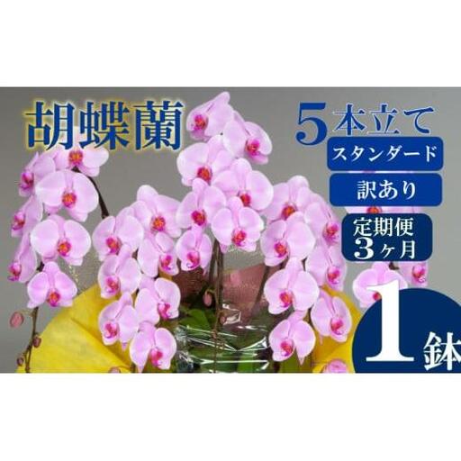 [定期便3ヶ月] [訳あり] 胡蝶蘭 5本立て ピンク