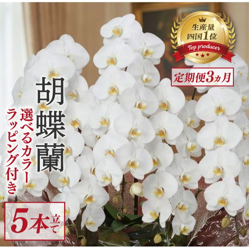 [定期便3ヶ月] 胡蝶蘭 5本立て 白 ハイグレード