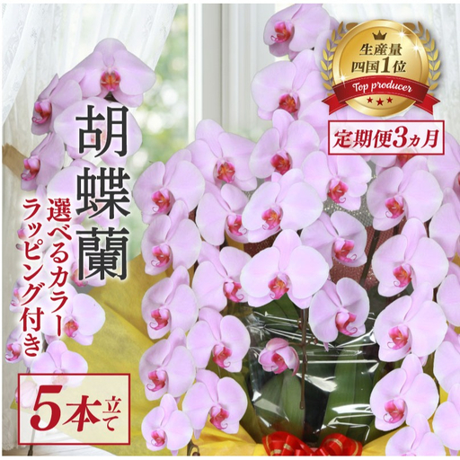 [定期便3ヶ月] 胡蝶蘭 5本立て ピンク スタンダード 花 はな お花 日付指定 記念日 お祝い プレゼント ギフト 贈答 贈り物 選べる カラー ラッピング 鉢花 鉢植え 洋蘭 洋ラン 冠婚葬祭 蘭 らん 新築祝い 豪華 華 華やか はなやか 敬老 誕生日 人気 ランキング おいわい 開店祝い 開業 こちょうらん きねんび 四国 生産数 一位 1位 いちい ふるさと納税 大輪 産地直送