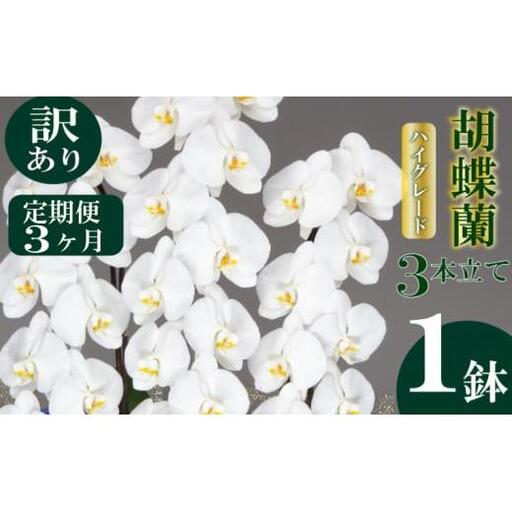 [定期便3ヶ月] [訳あり] 胡蝶蘭 3本立て 白 ハイグレード