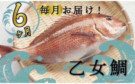 定期便 魚 6回 タイ 鯛 1匹分 刺身用半身 皮付き半身 頭付き ブランド 乙女鯛 鮮魚 刺身 鯛めし 刺し身 真鯛 高知県 須崎市