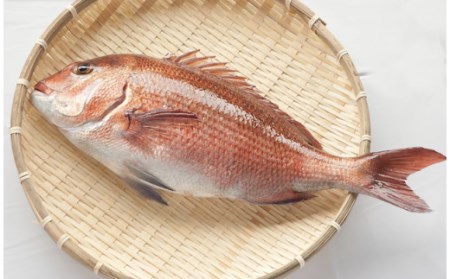 鯛 約0.9～1kg まるごと 1匹 魚 鮮魚 ブランド 乙女鯛 刺身 新鮮 鯛めし 高知県 須崎市  鯛 鯛飯 鯛 真鯛 ﾀｲ 真鯛 ﾀｲ 真鯛 ﾀｲ 真鯛 ﾀｲ 真鯛 ﾀｲ 真鯛 ﾀｲ 真鯛 ﾀｲ 真鯛 ﾀｲ 真鯛 ﾀｲ 真鯛 ﾀｲ 真鯛 ﾀｲ 真鯛 ﾀｲ 真鯛 ﾀｲ 真鯛 ﾀｲ 真鯛 ﾀｲ 真鯛 ﾀｲ 真鯛 ﾀｲ 真鯛 ﾀｲ 真鯛 ﾀｲ 真鯛 ﾀｲ 鯛 真鯛 ﾀｲ 鯛 真鯛 ﾀｲ 鯛 真鯛 ﾀｲ 鯛 真鯛 ﾀｲ 鯛 真鯛 ﾀｲ 鯛 真鯛 ﾀｲ 鯛 真鯛 ﾀｲ 鯛 真鯛 ﾀｲ 鯛 真鯛 ﾀｲ 鯛 真鯛 ﾀｲ 鯛 真鯛 ﾀｲ 鯛 真鯛 ﾀｲ 鯛 真鯛 ﾀｲ 鯛 真鯛 ﾀｲ 鯛 真鯛 ﾀｲ 鯛 真鯛 ﾀｲ 鯛 真鯛 ﾀｲ 鯛 真鯛 ﾀｲ 鯛 真鯛 ﾀｲ 鯛 真鯛 ﾀｲ 鯛 鯛 鯛 鯛 鯛 たい たい たい 刺身 刺身 刺身 刺し身 刺し身 刺し身 刺し身 刺し身 刺身 刺身 鯛 鯛 たい たい 鯛 鯛 鯛 鯛 