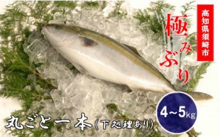 魚丸ごと 検索結果 ふるさと納税サイト ふるなび