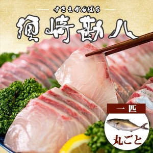 高級カンパチ 「須崎勘八」 まるごと1尾 冷蔵 神経締め 刺身 お刺し身 高級魚 鮮魚 海鮮 魚介 かんぱち