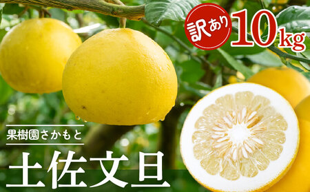 [2025年2月より発送] 高知県産 土佐文旦 家庭用 訳あり 10kg 大小混合品 土佐 文旦 ぶんたん ブンタン 時期 人気 旬 柑橘 フルーツ 果物 国産 ブランド ビタミン 生産者 産地 高知 須崎 KJS005-x