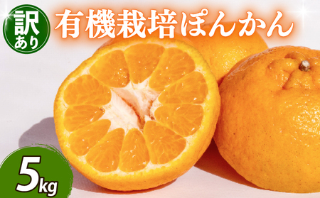 早期予約 訳ありぽんかん5kgポンカンポンカンポンカンポンカンポンカン