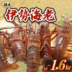 厳選 伊勢海老 2～6匹 約1.4～1.6kg 天然 新鮮 海鮮 魚介類 刺身 刺し身 国産 漁師厳選 伊勢エビ いせえび 海老 エビ 生きたまま発送 刺身 焼き物 お味噌汁 鍋 ボイル エビフライ アレンジ可 産地直送 新鮮 絶品 海鮮 常温 ギフト 贈答 高知県 須崎市 MT007